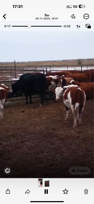 Крс оптом продам