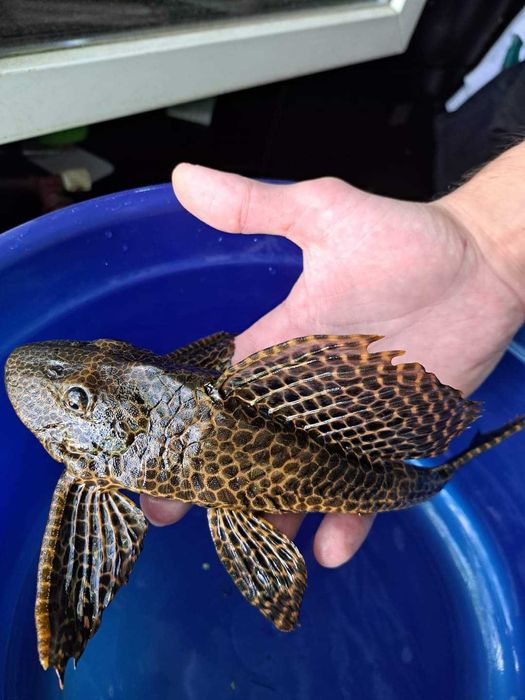 Amenajari/mentenanta acvarii Bucuresti