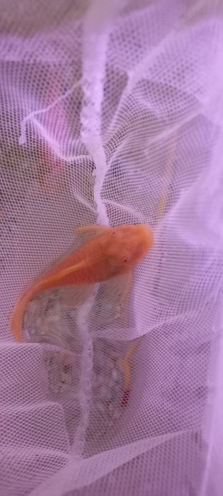 Продаются Анциструсов