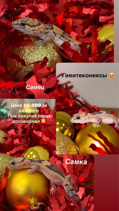 Нефрурусы и гемитекониксы