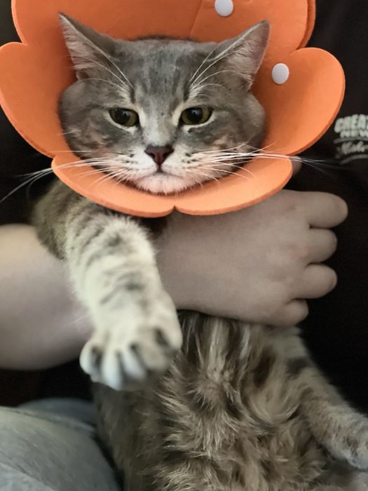 Красивый котик в хороший дом