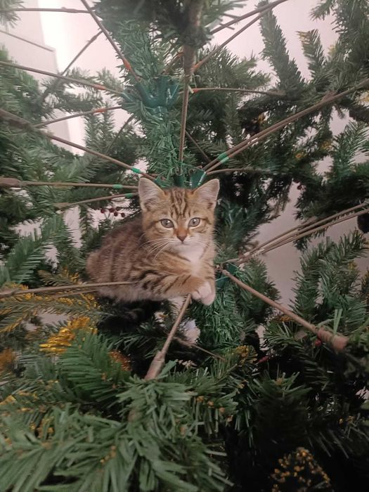 Отдам котенка в добрые руки