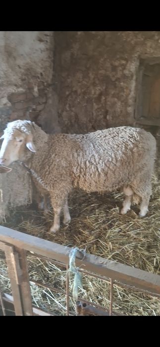 Oi merinos de cluj.