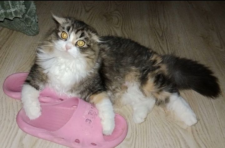 Скоттиш Фолд девочки