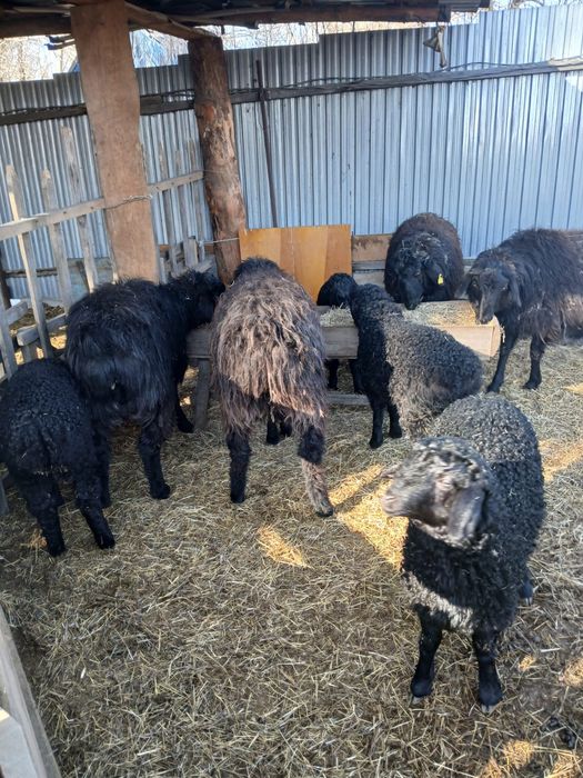 Козылы койлар сатылады