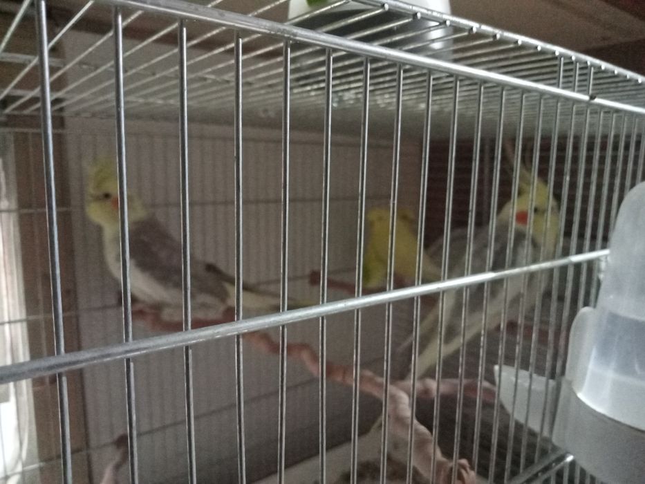 Animale domestice și pasari