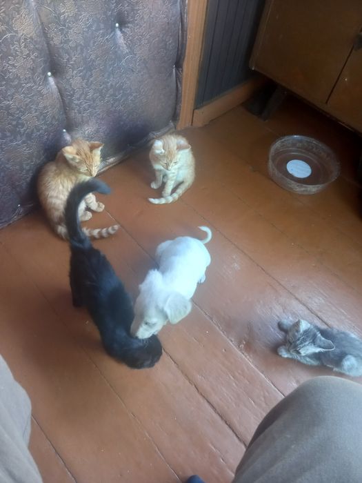 Котята игручие..
