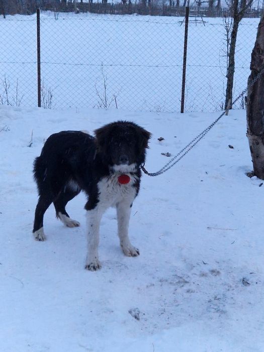 De vânzare femela de 10 luni