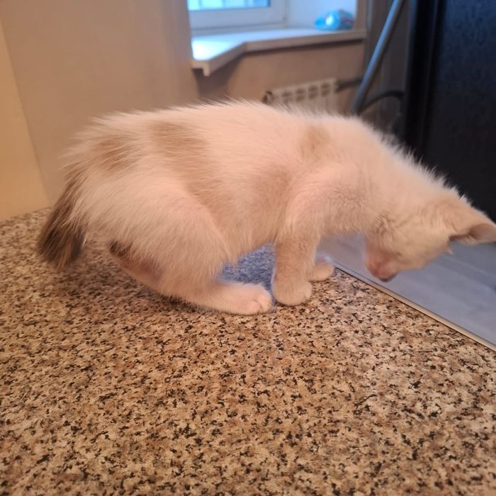 Красивый котенок-девочка в добрые руки