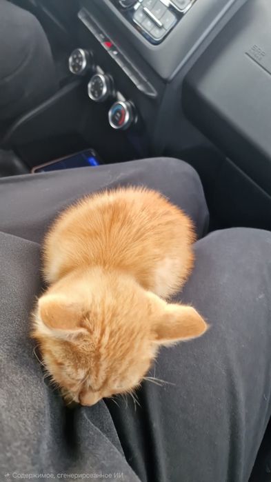 Отдам рыжего котенка