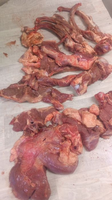 Мяса канины бесплатны даставка