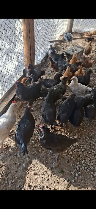 Домашний балапандар 90кундік