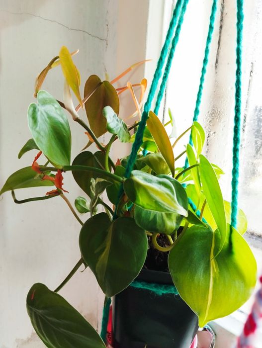 Филодендрон бразил