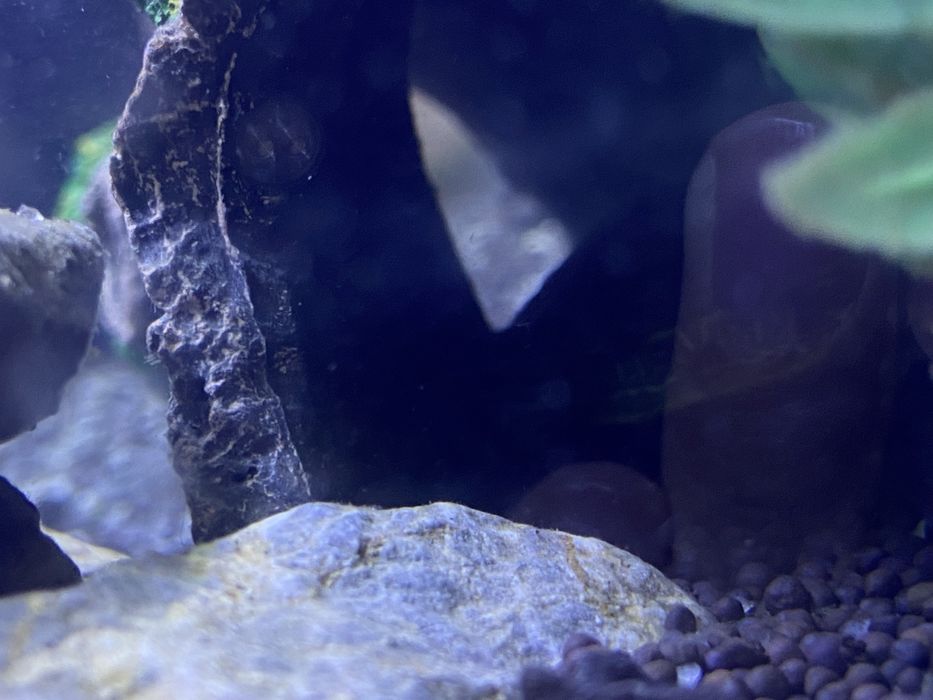 Черепаха красноухая 25 000 тг