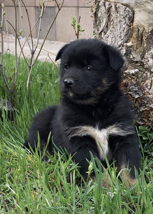 Девочка щенок в добрые руки