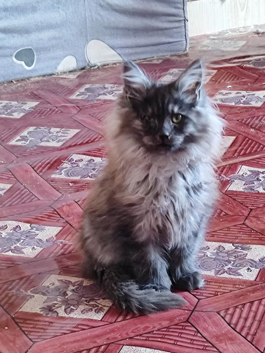 мейкун полидакт  мальчик