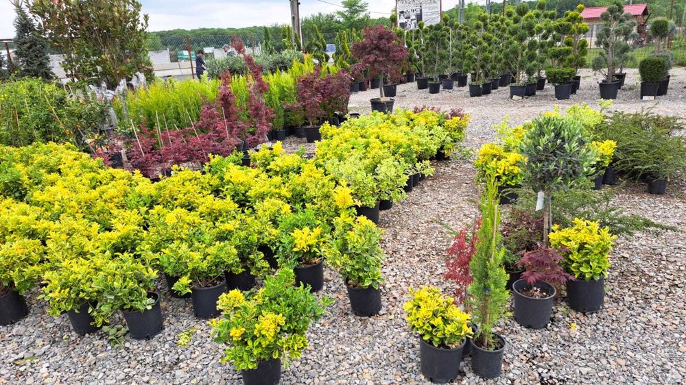 Selecție de Plante Premium – Verificare Video și Plantare pe Loc