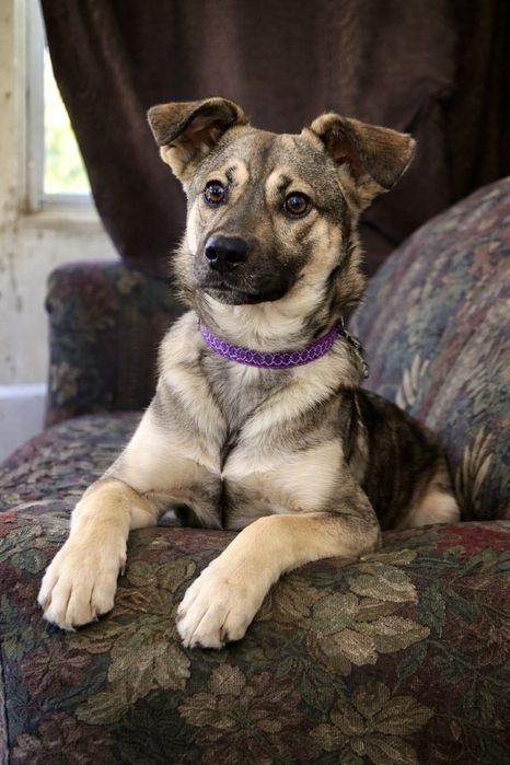 Лакки — щенок, который подарит счастье