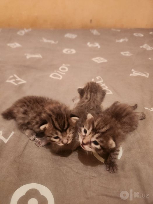 Отдам 3 котята в добрые руки