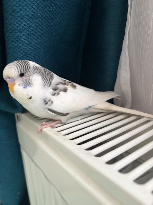 Se schimbă cu pui de peruș (femelă)