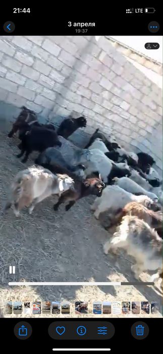 Шыбыштар сатылады