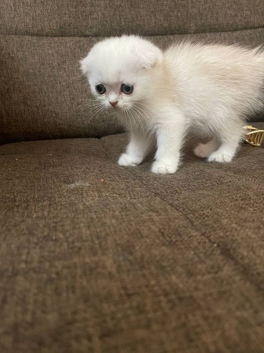 Toza qon mushuklar  2 oylik