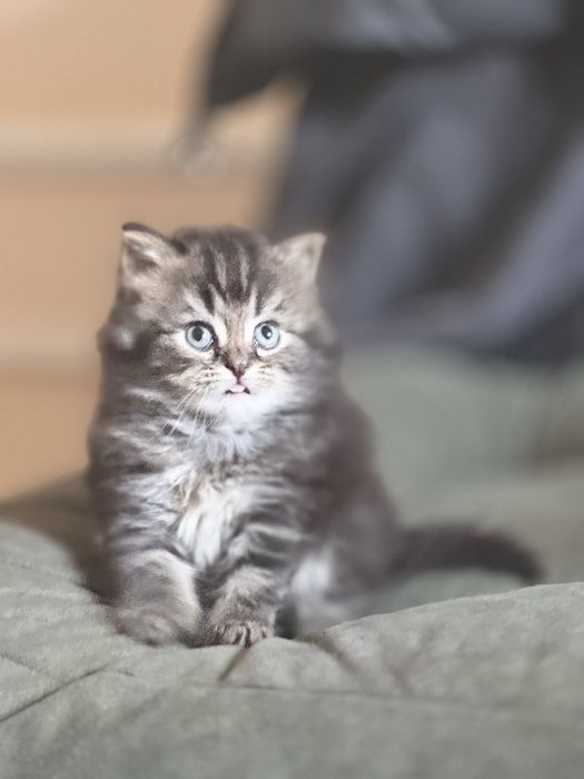 Срочно продам котят с породой