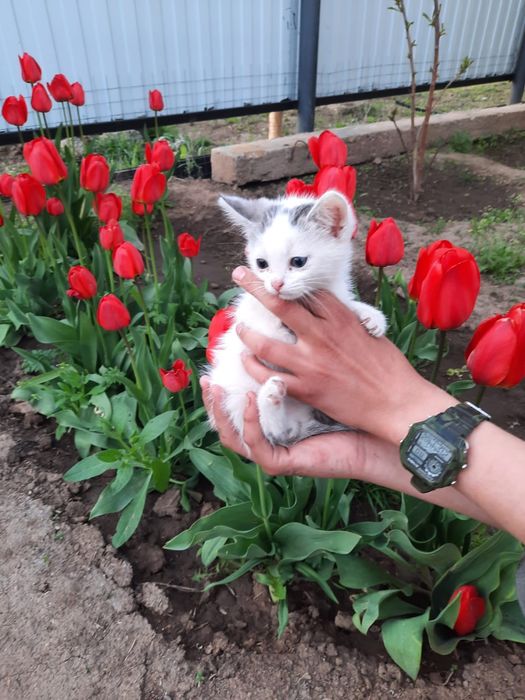 Мальчики котики ищят дом