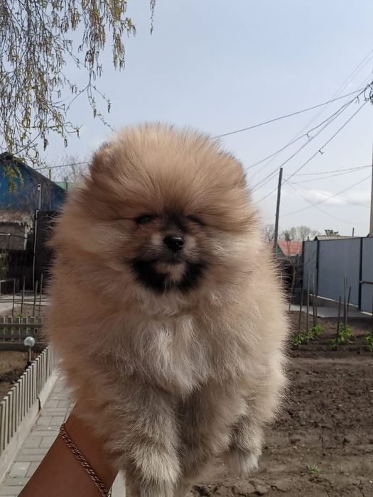 Продам щенков шпица.