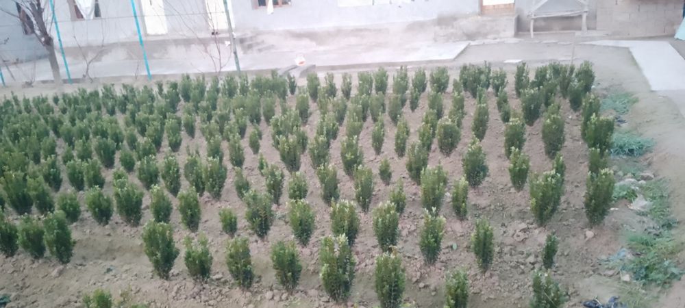 SHAMSHOD GUL manzarali