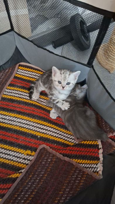 Продам котят британцы