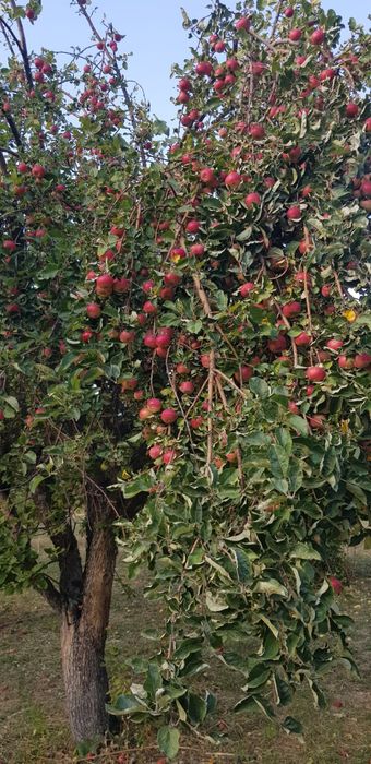 Яблочный сад, частная собственность