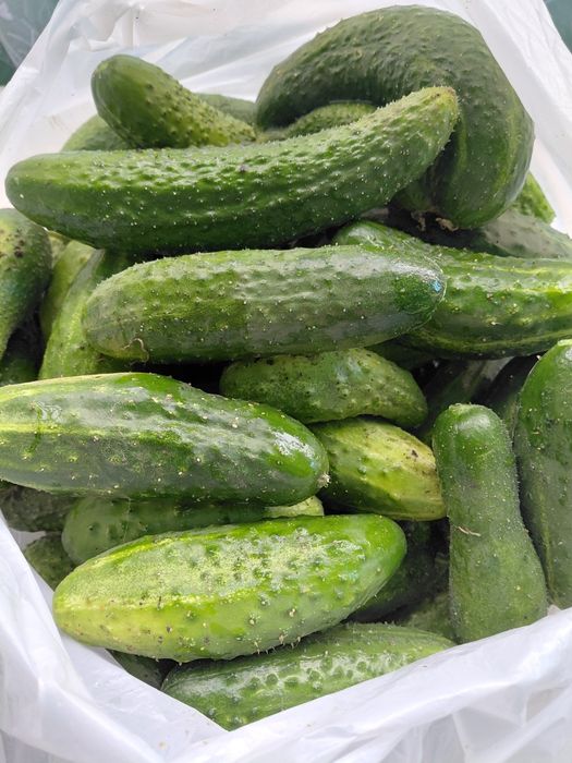 Продам огурцы домашние.