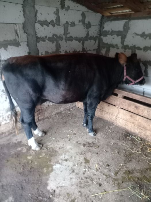 De vânzare junica Angus, grasa, frumoasa calitatea I. Preț 8500 lei. Junica are aprox. 450 kg și foarte bine întreținută ca la ferma.