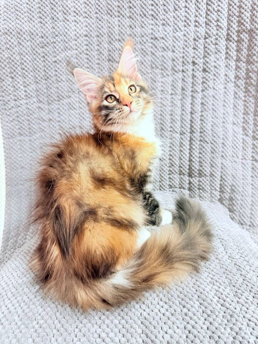 Кошечка мейнкун, трехцветная