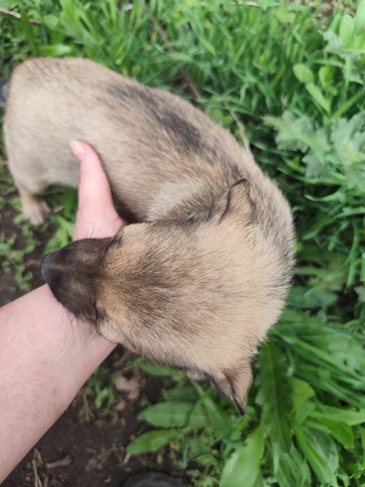 Щенок девочка почти 2 месяца ищет себе семью