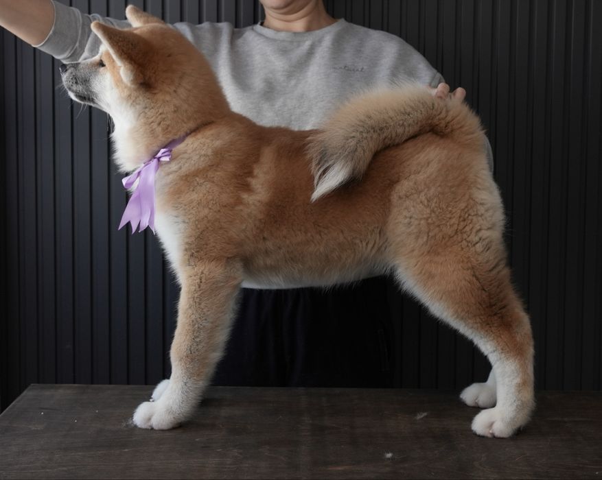 Щенки Акита Ину (Хатико)