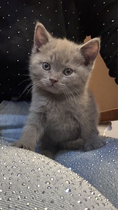 Срочно продаются британские котята чистокровные