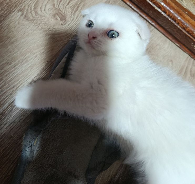 Котёнок Скоттиш Фолд