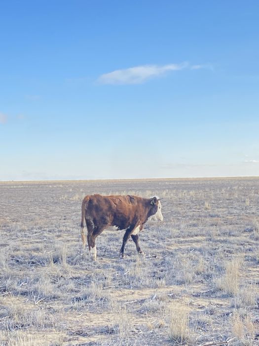 семіз қашарлар сатылады