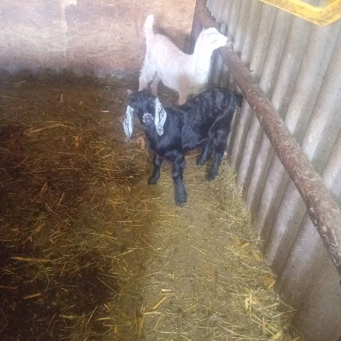 Ieduț de vânzare din capră foarte bună de lapte cel negru l