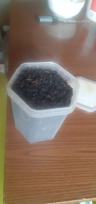 Бузина...ягоды..