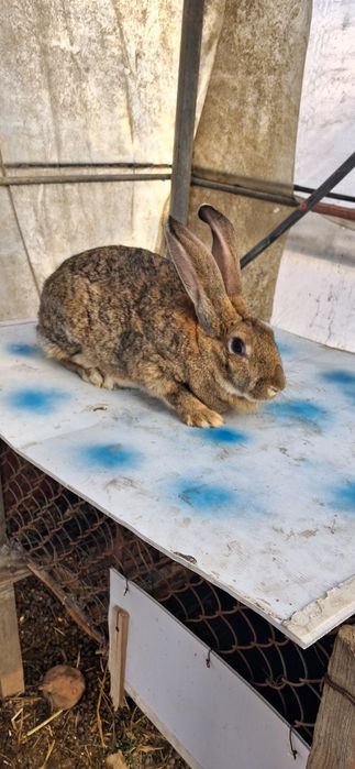 Iepuroaică de vânzare