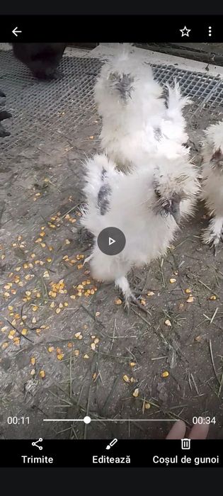 Mătase japoneza !