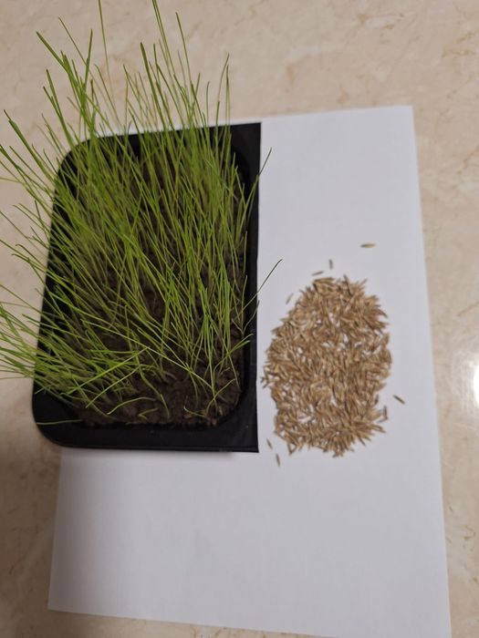 Sămânță Iarba coasă,pășune , Lollium,Festuca, Raigras, Amestec