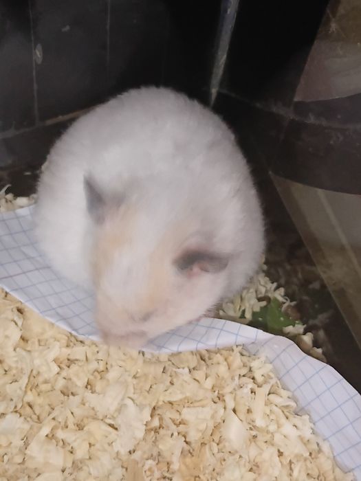 Xamyak 3ta er xotin