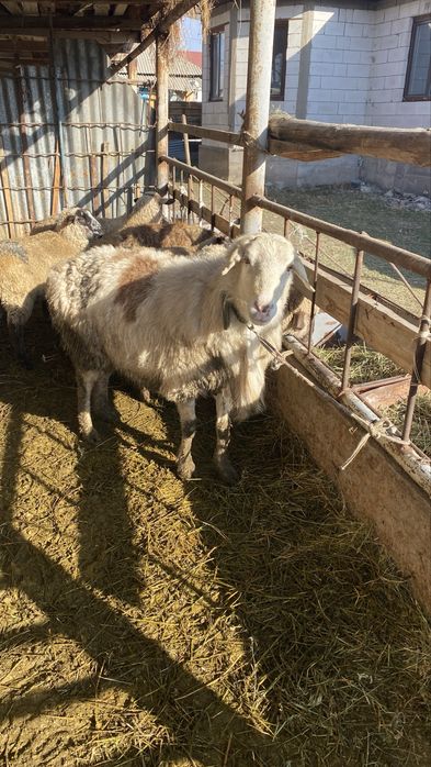 Кошкар 2-3 жасар