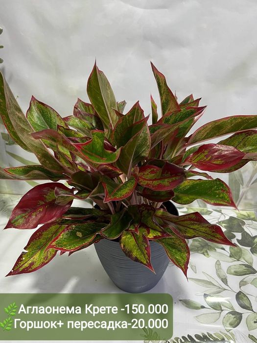 Антуриум, Аглаонема, Эпипренум