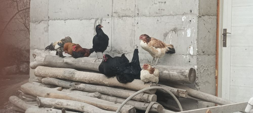 Товуклар дакан хашаки