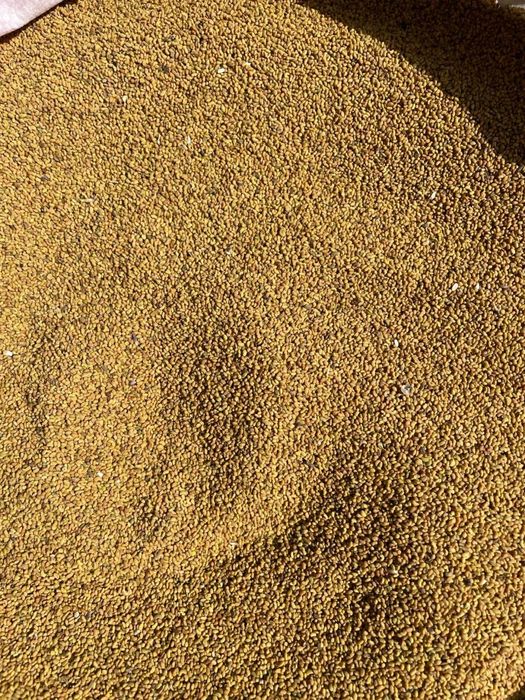 Семена (жоңышқа ұрық 1-сорт, 1-орым)